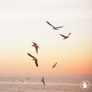 seagull dance (Single)