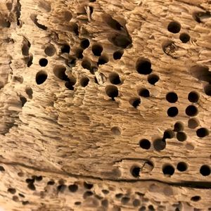 Two Planks of Wood/2nd Two