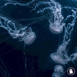 plunge (Single)
