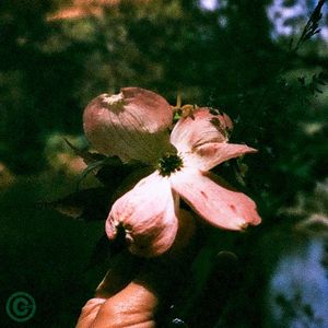 Golden Postcard (Single)