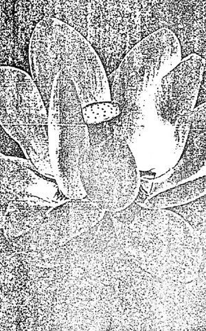 Windowing (EP)