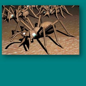 Tetramorium Caespitum