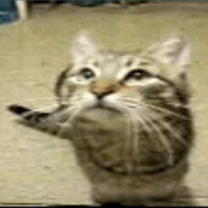 the cat from ipanema (Single)