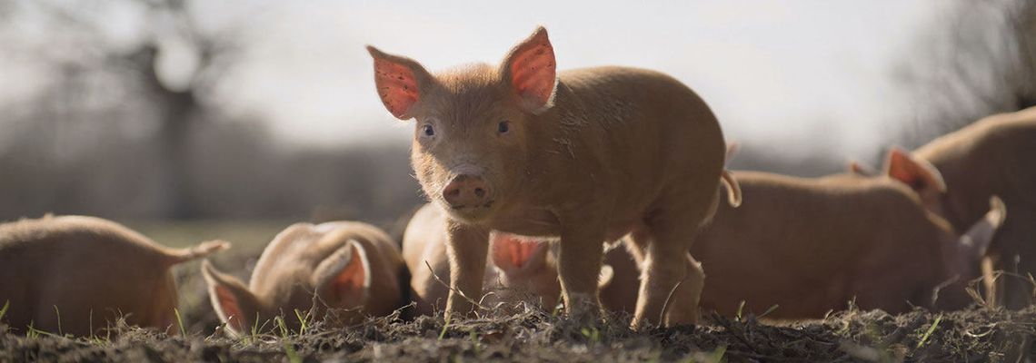 Cover Wilding - Retour à la nature sauvage