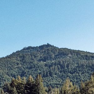 cat dreams (Single)