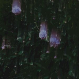 Glow Echoes (Single)