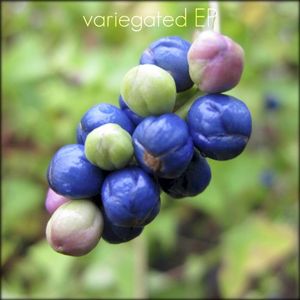 variegated EP (EP)