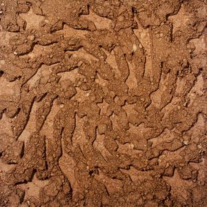 CD-R (unerthed) (Single)