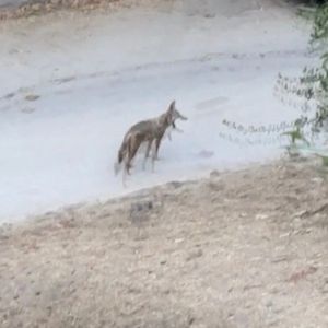 Tascam C-sides Remastered (EP)