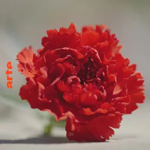 Des oeillets pour la révolution