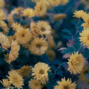Bittersweet (Single)