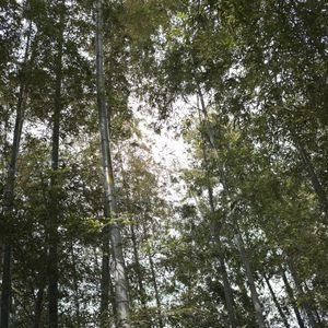 Hayama Ambient 046 (Single)