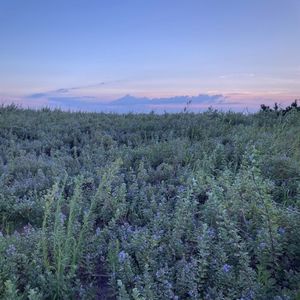 Hayama Ambient 037 (Single)