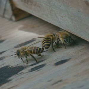 Hayama Ambient 034 (Single)