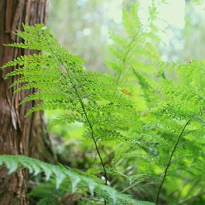 Hayama Ambient 017 (Single)