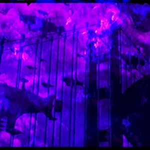 King Collateral (Single)