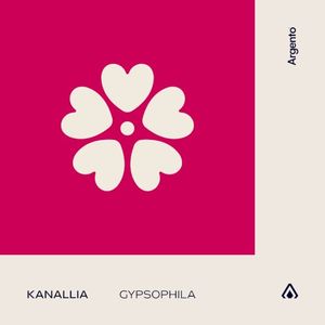 Gypsophila (Single)
