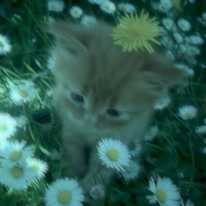 Fading (Single)