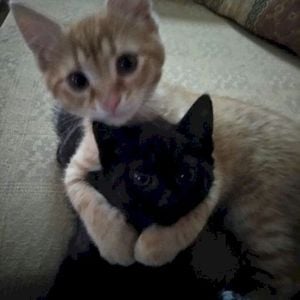 what do you see in him? (Single)