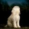 Doga