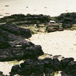 Spring Without Flowers (Single)