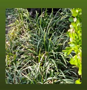 Ascended Space (Single)