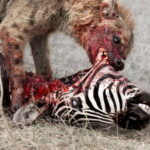 Predation Perfected