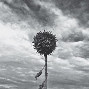 Sol