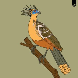 Hoatzin / Turaco (Single)