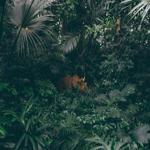 Jungle Beats (Single)