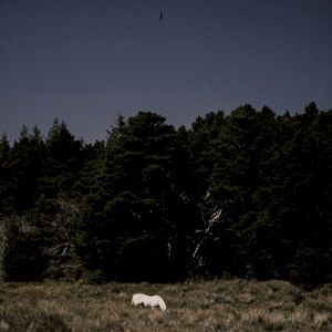 Redacted (Single)