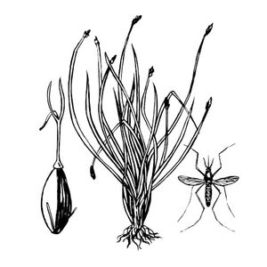 Spikerush Mosquitos (EP)