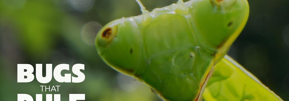 Cover Les Insectes : Super-Héros en minuscule