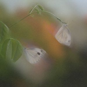 fluttering memories (EP)