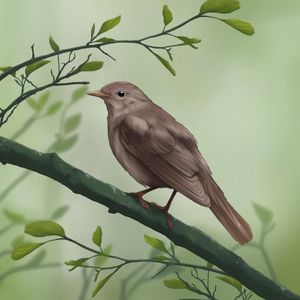 Thrush Nightingale (Single)