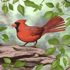 Northern Cardinal (Single)
