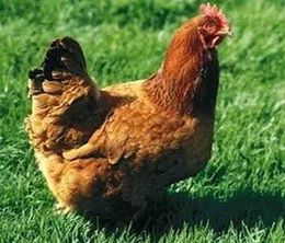 image-https://media.senscritique.com/media/000023202623/0/poulet_qui_fait_du_yoyo.jpg