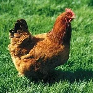Poulet qui fait du yoyo