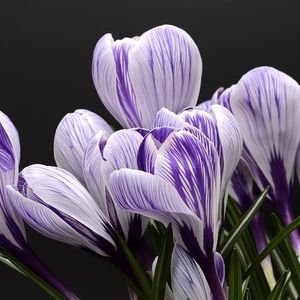 Crocus (Single)