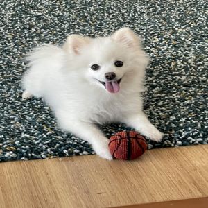 Borkforce (Single)