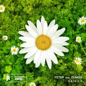 Daisies (Single)