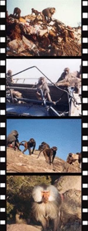 Hamadryas, les babouins d’Arabie Saoudite