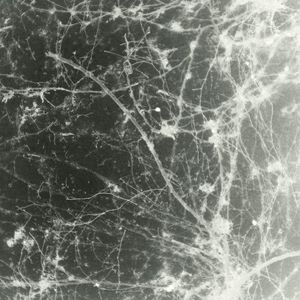 Cold Euphoria (Single)