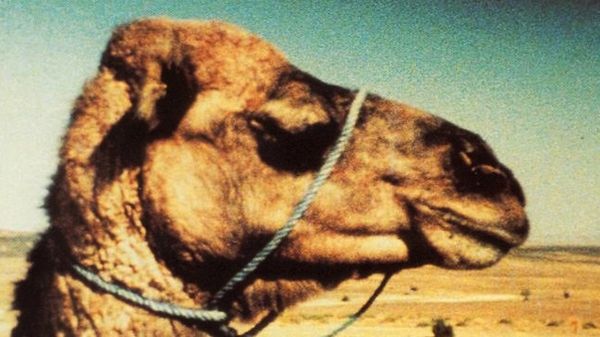 Lettre d'un cinéaste à sa fille