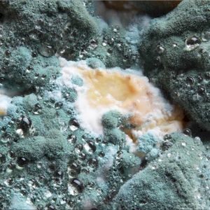 穏やかな日々 (Single)