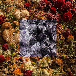 Dead Flowers