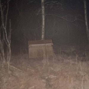 Bleeding (Single)