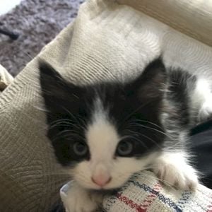 falling slowly (Single)