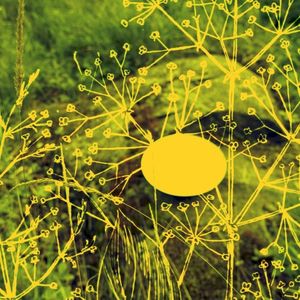Field Guide (EP)