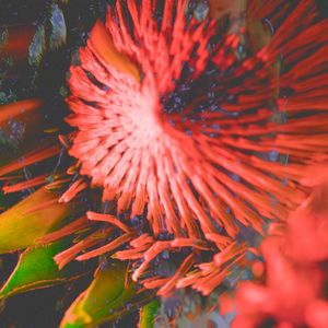 135 EP (EP)